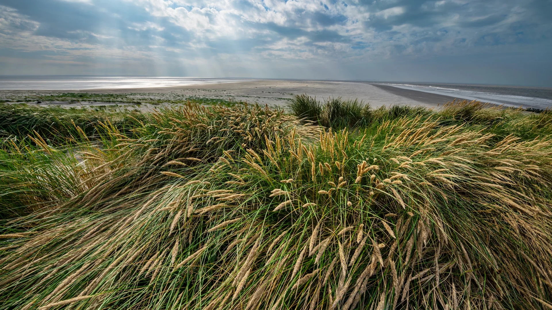 Argentina coastal dunes with wild grass and ocean horizon
